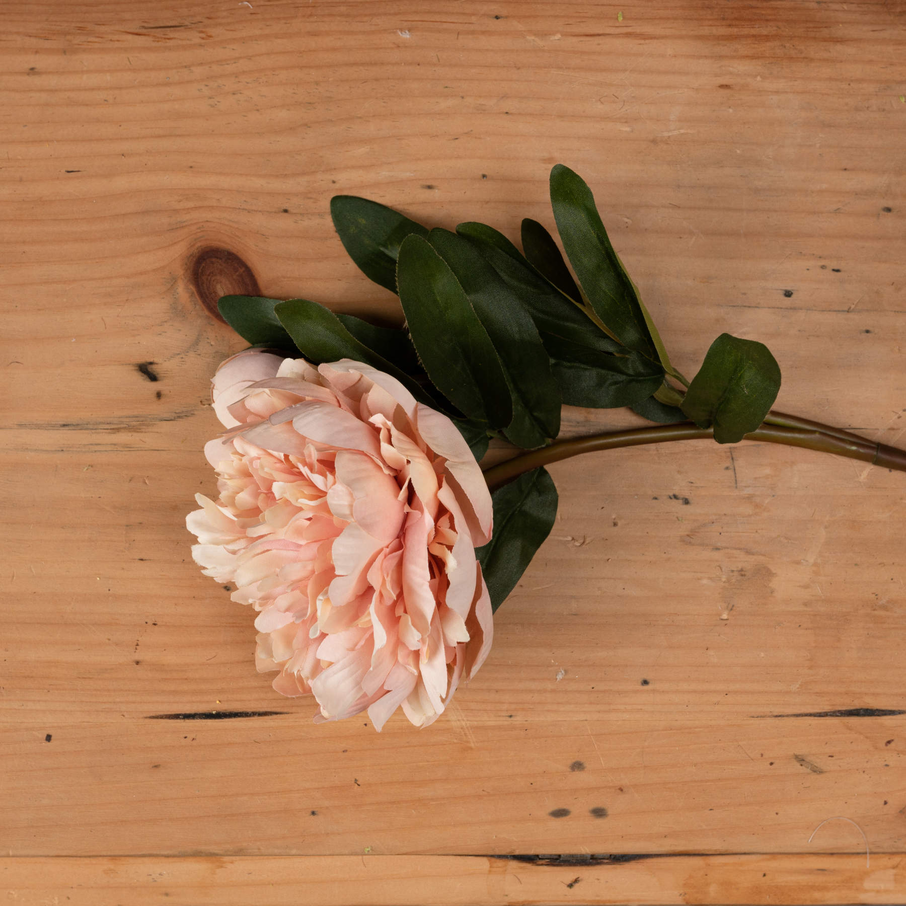 Peach peony rose with soft petals and green leaves, set against a light wooden background, exuding elegance and sophistication.