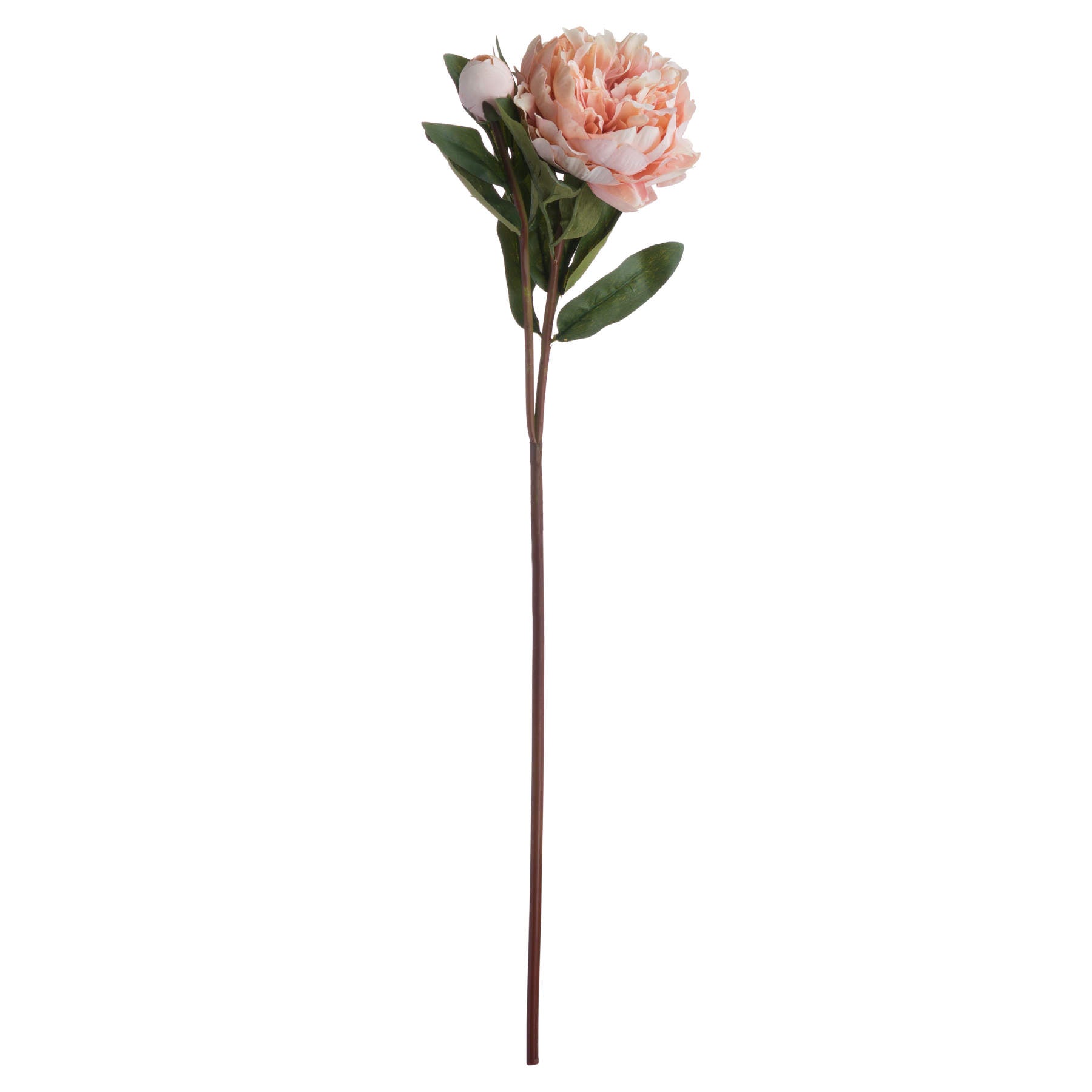 Peach peony rose stem with natural peach petals, featuring open blooms and closed buds, atop elegant green leaves.