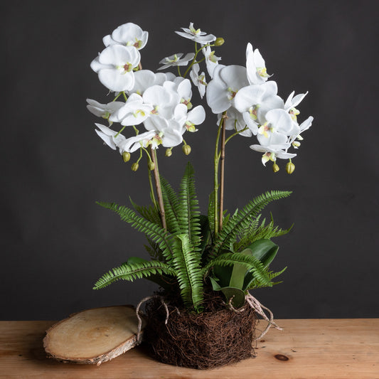 Large White Orchid And Fern Garden In Rootball - All Artificial Flowers from the Quanta Home collection.