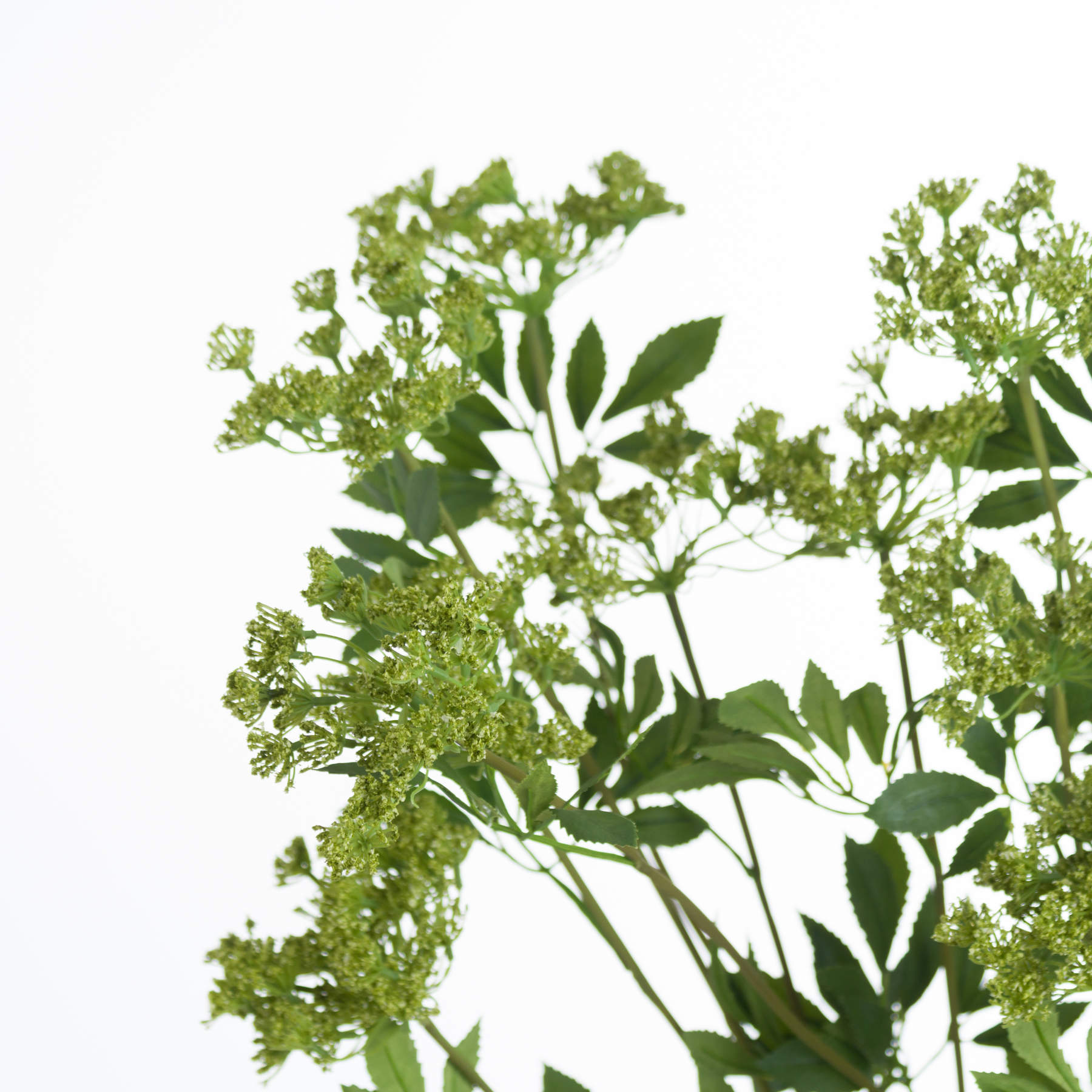 Faux green cow parsley stem featuring delicate umbels and feathery foliage for a fresh, natural look in home decor.