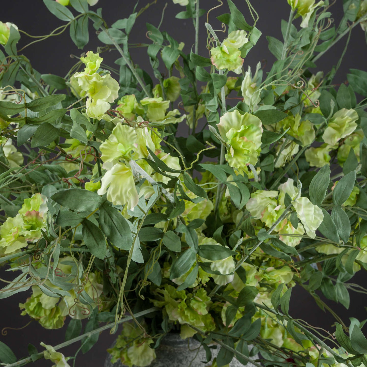 Lush green stems entwined with soft, delicate pale yellow Sweet Pea blossoms, exuding elegance and natural beauty.