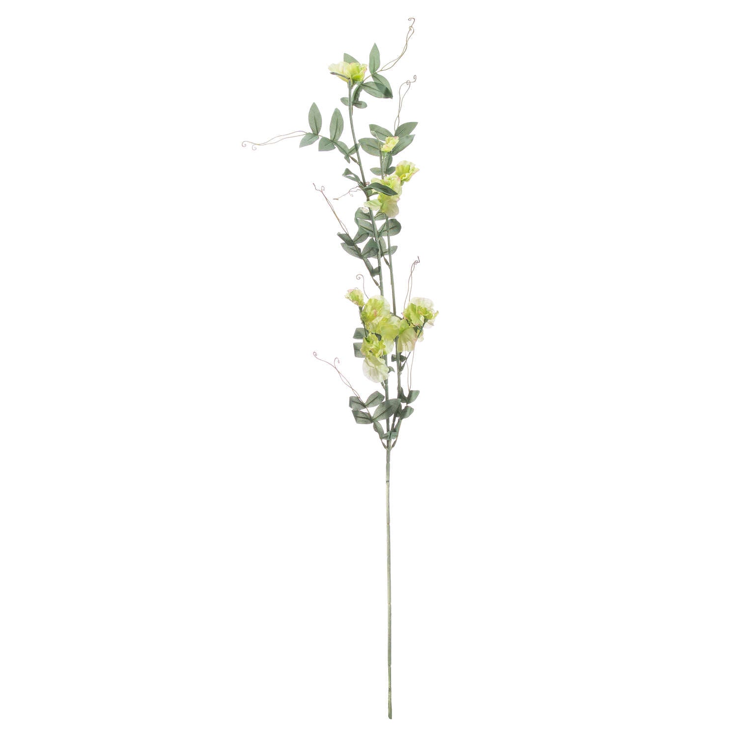 Elegant Sweet Pea Trail featuring delicate yellow blooms and lush green leaves, perfect for sophisticated floral arrangements.