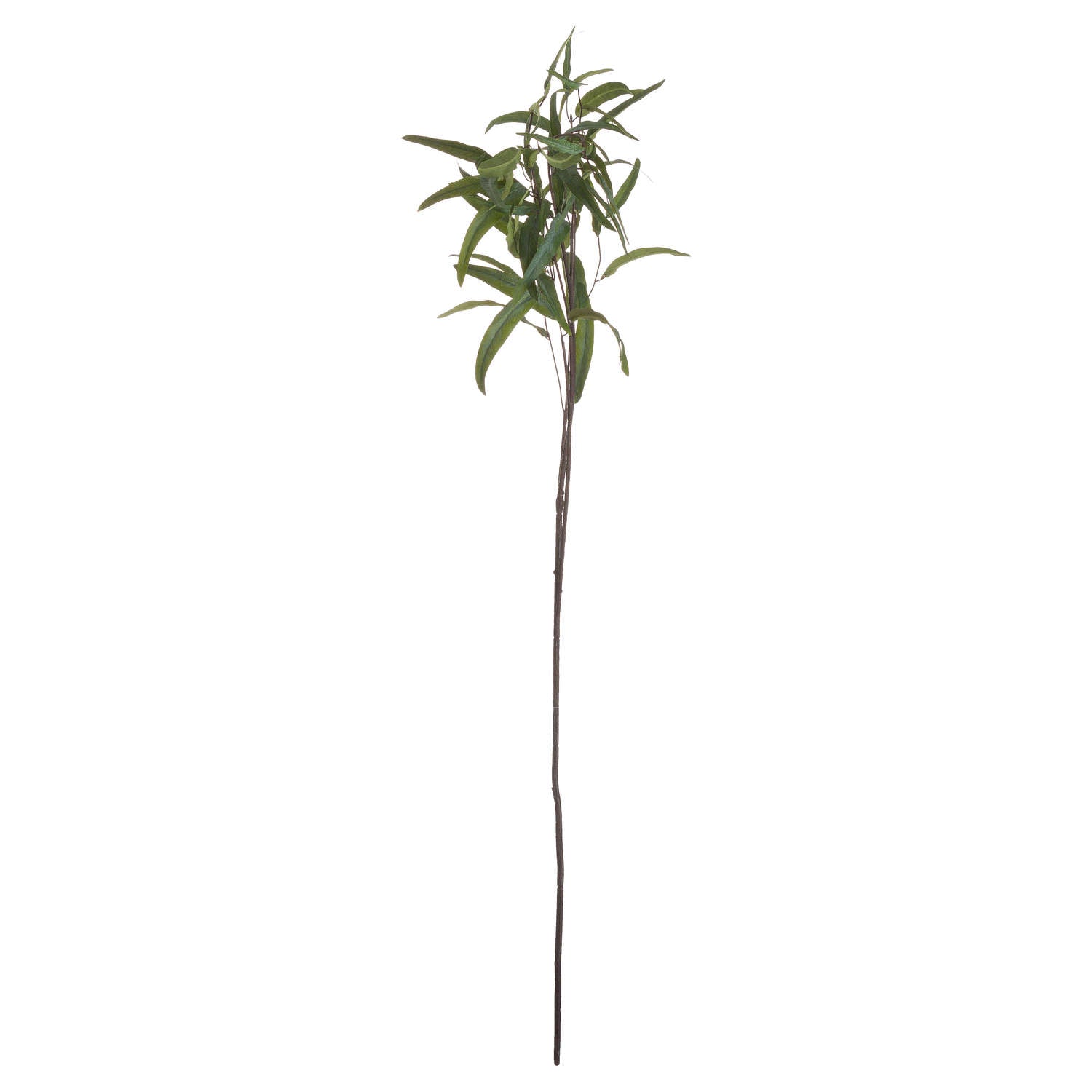 Eucalyptus Nicholii Spray - Single Stem Flowers from the Quanta Home collection.
