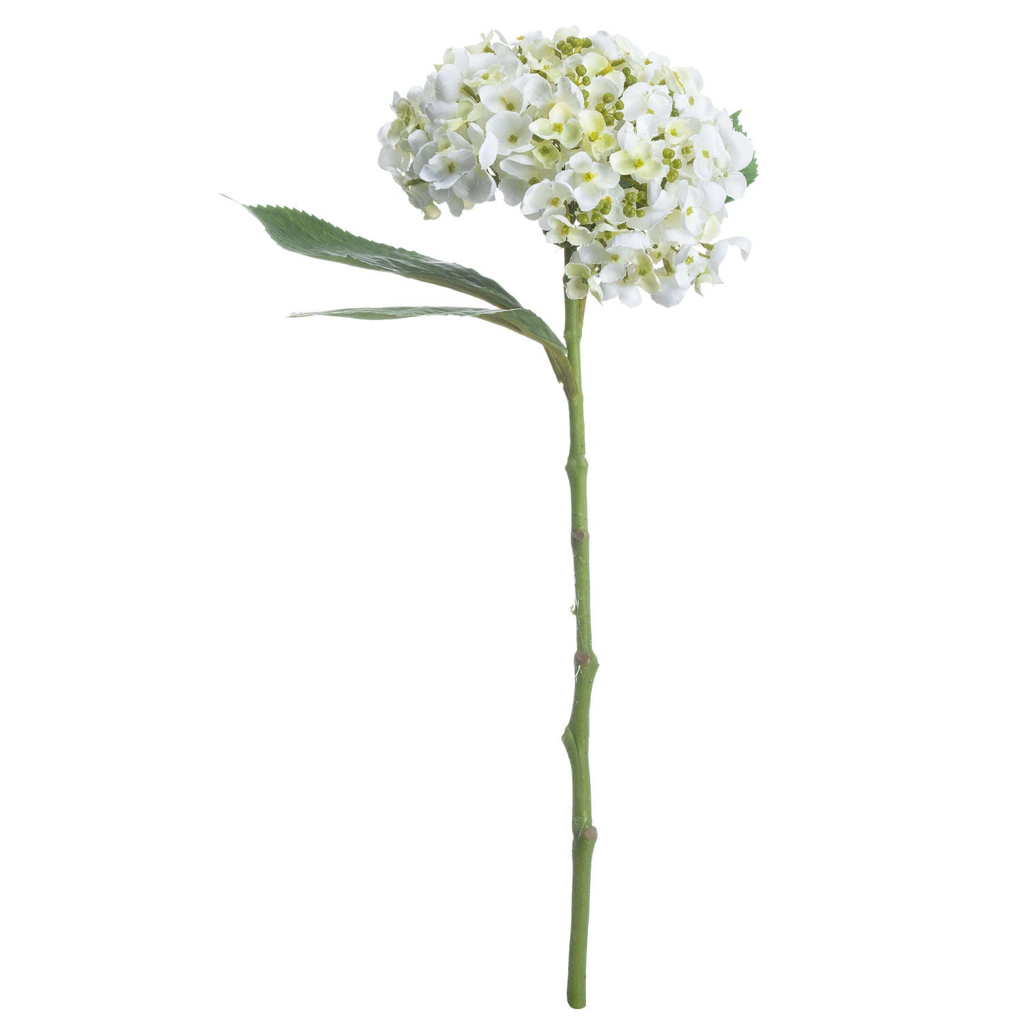 White Lace Cap Hydrangea - Single Stem Flowers from the Quanta Home collection.