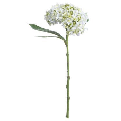 White Lace Cap Hydrangea - Single Stem Flowers from the Quanta Home collection.