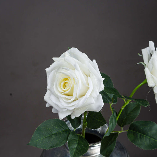 Lush, layered white garden rose with a hint of yellow at the center, set against dark background with green leaves.