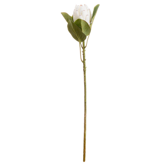 Closed white protea with tightly packed creamy-white petals and green leaves on a slender stem, exuding elegant sophistication.