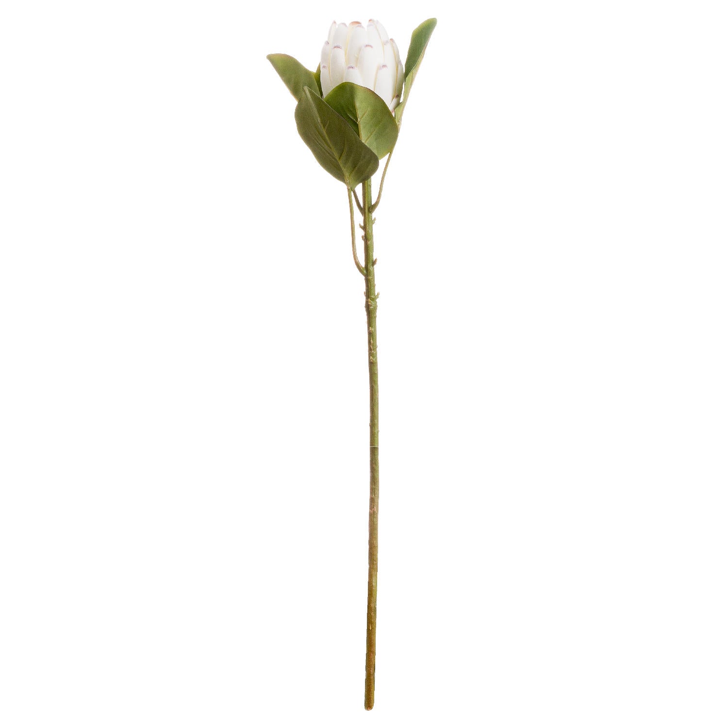 Closed White Protea - Single Stem Flowers from the Quanta Home collection.
