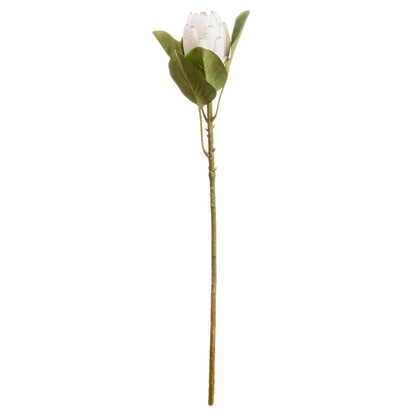Closed White Protea - Single Stem Flowers from the Quanta Home collection.