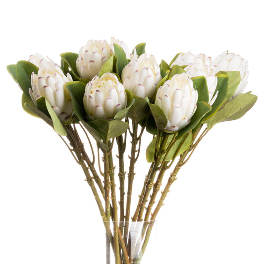 Closed White Protea - Single Stem Flowers from the Quanta Home collection.