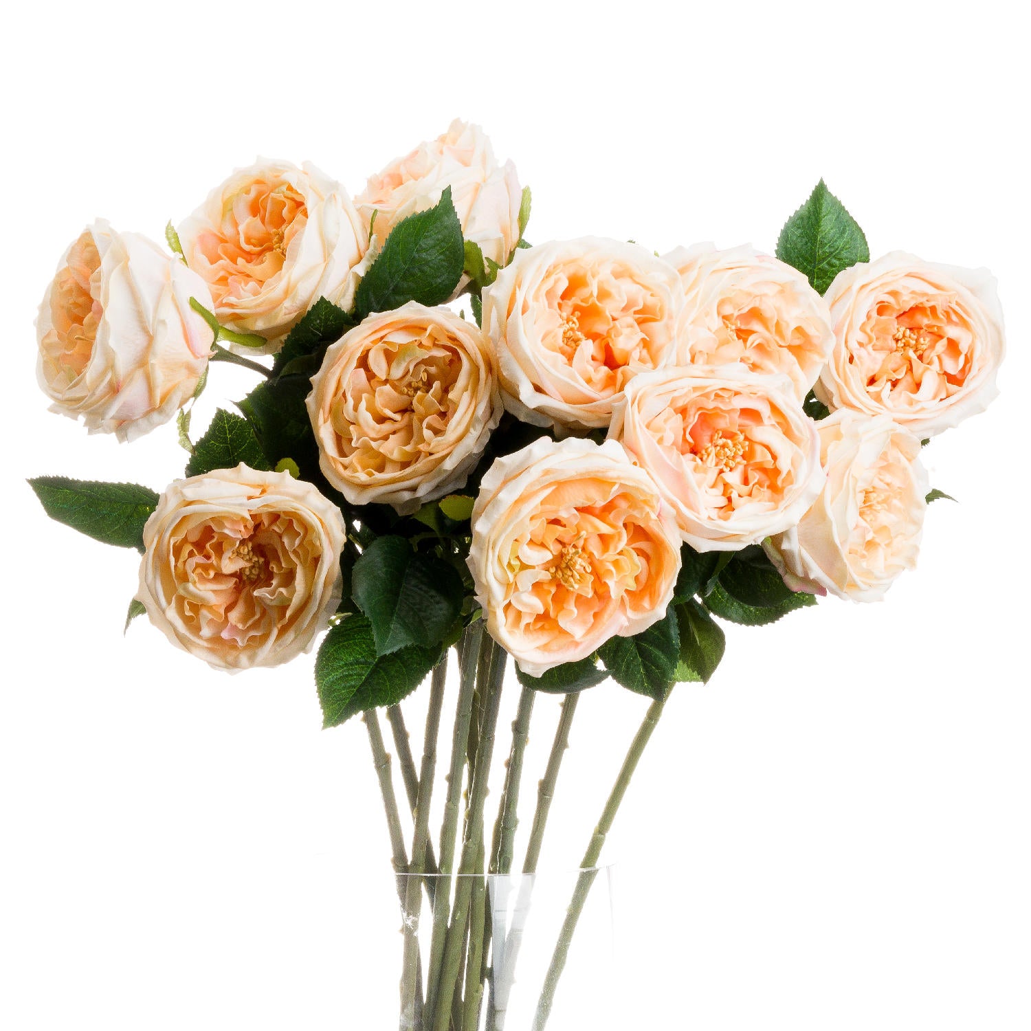 Butter Portland Rose features a cluster of soft, peachy-yellow roses with intricate detailing and lush green leaves, ideal for elegant decor.