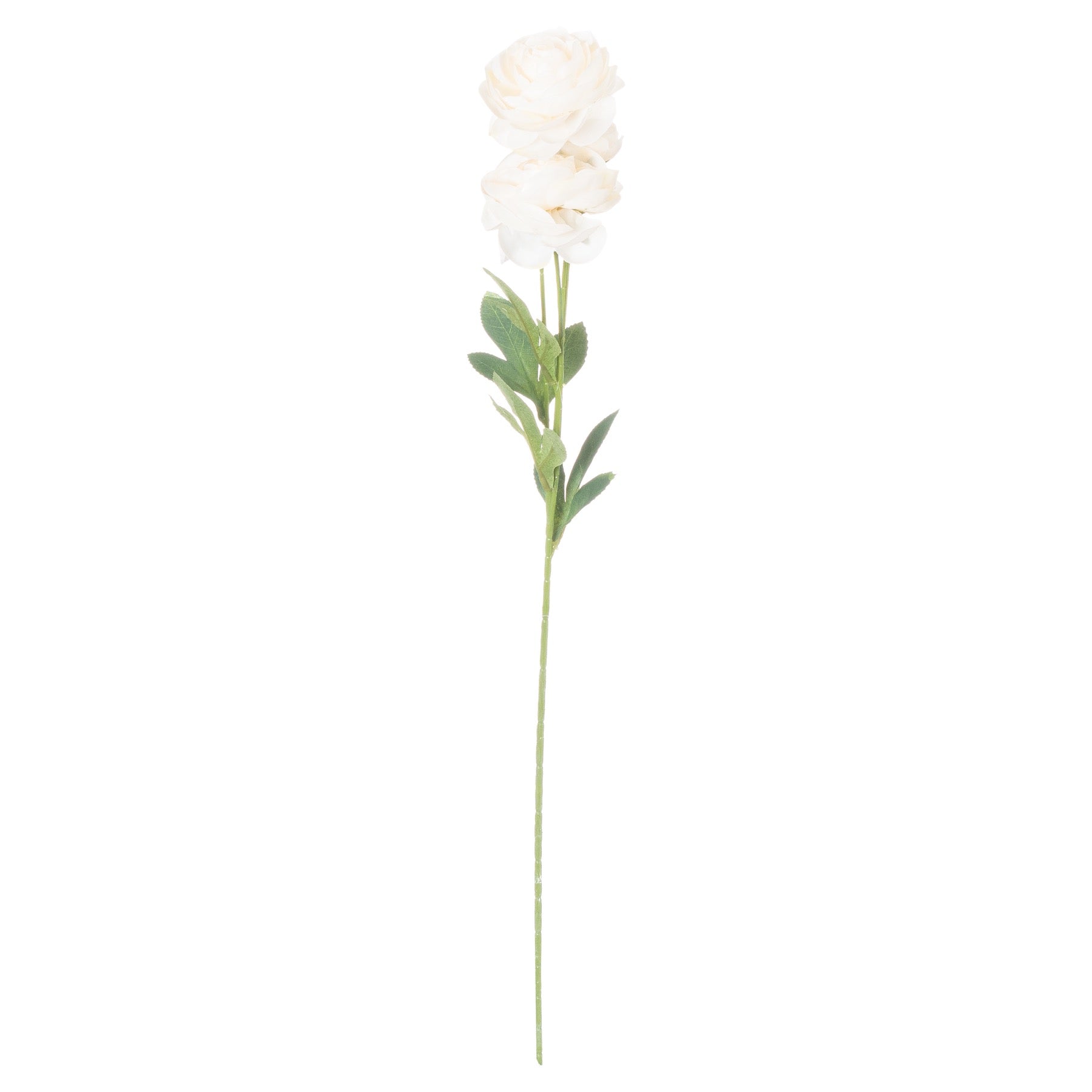 Creamy white ranunculus bloom with delicate layers, complemented by vibrant green leaves on a slender stem, perfect for elegant decor.