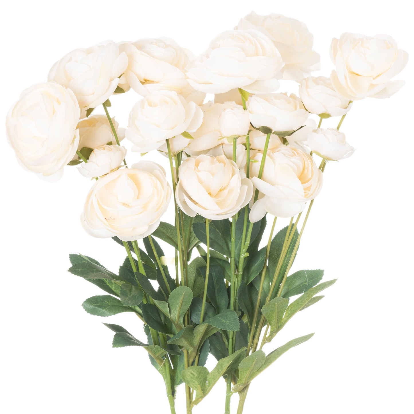 Lush cream ranunculus flowers with soft white petals and vibrant green leaves, ideal for elegant decor and floral arrangements.