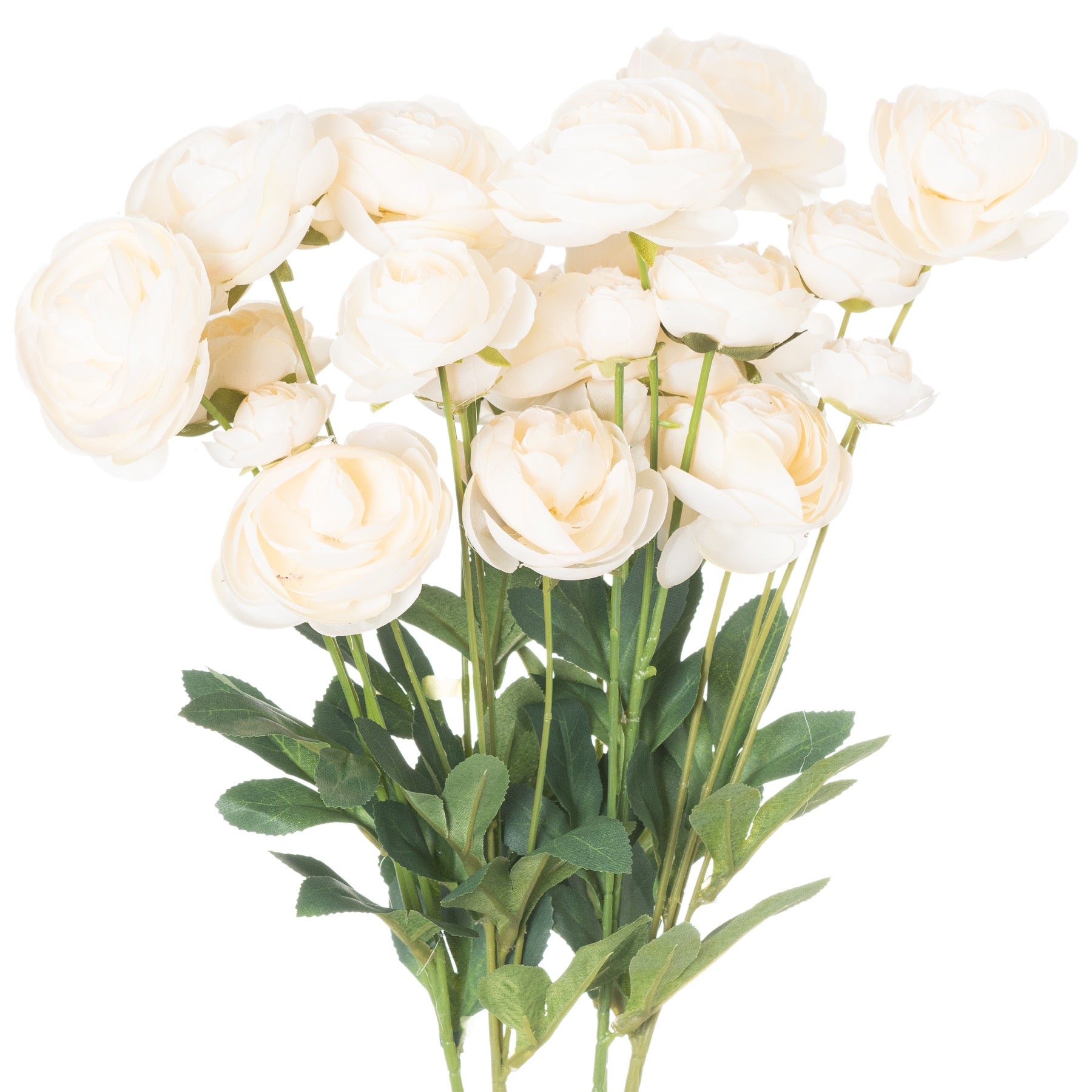 Lush cream ranunculus flowers with soft white petals and vibrant green leaves, ideal for elegant decor and floral arrangements.