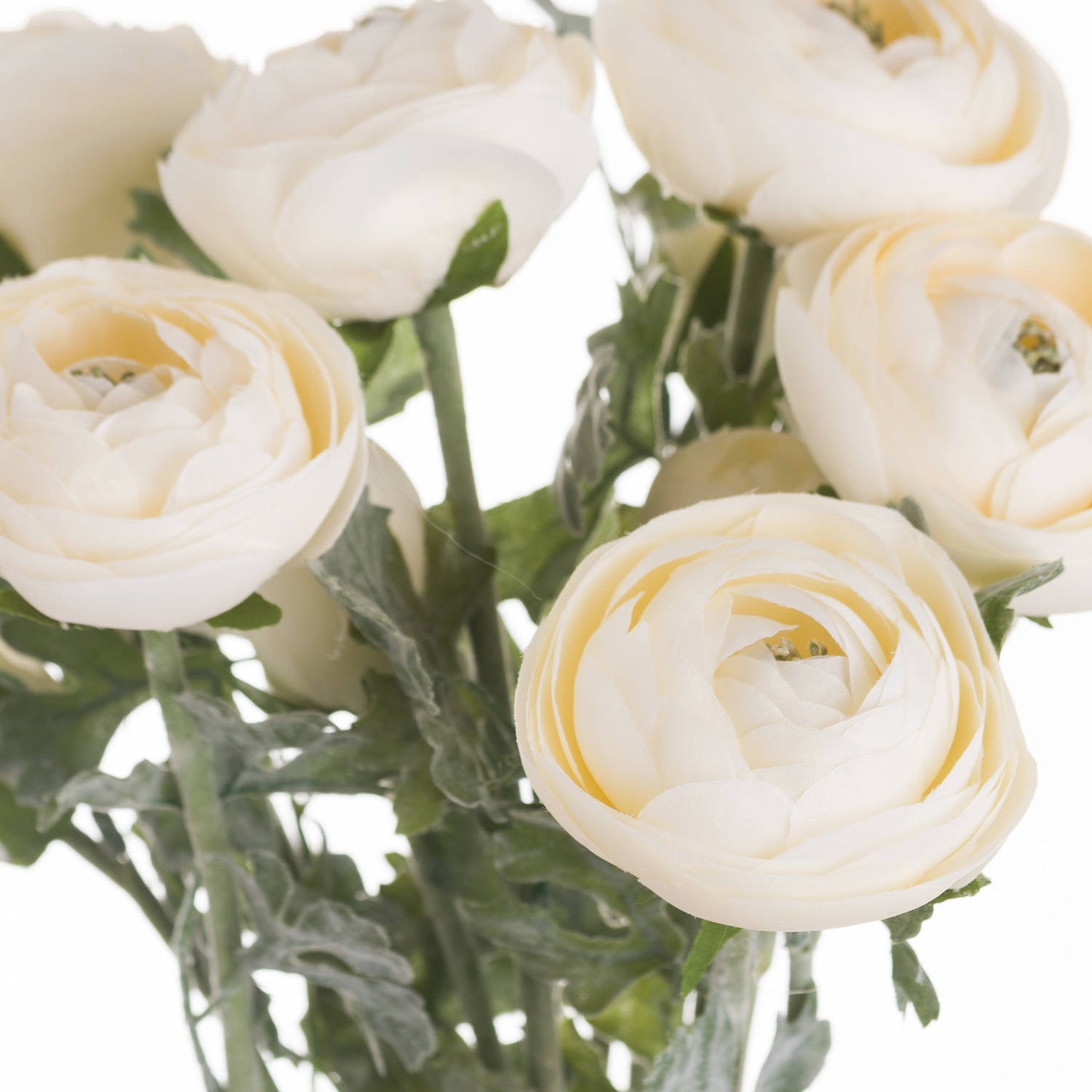 Soft cream ranunculus flowers featuring layered petals and lush green leaves, perfect for elegant floral arrangements.