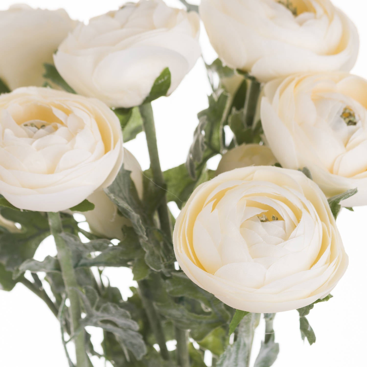 Soft cream ranunculus flowers featuring layered petals and lush green leaves, perfect for elegant floral arrangements.