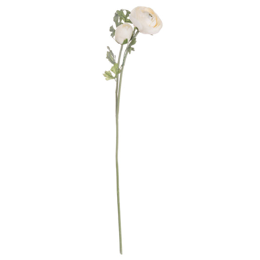 Soft cream ranunculus stem with detailed petals and green leaves, offering timeless elegance for floral arrangements.