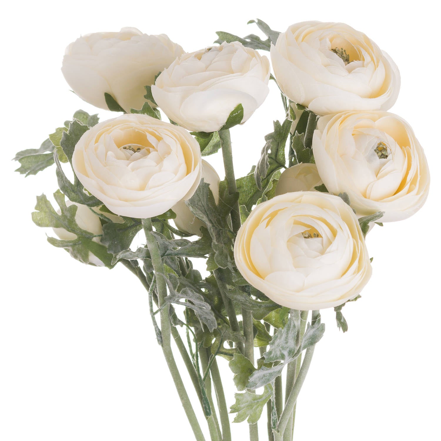 Soft cream ranunculus with intricate petals and green leaves, perfect for elegant floral arrangements in any decor.