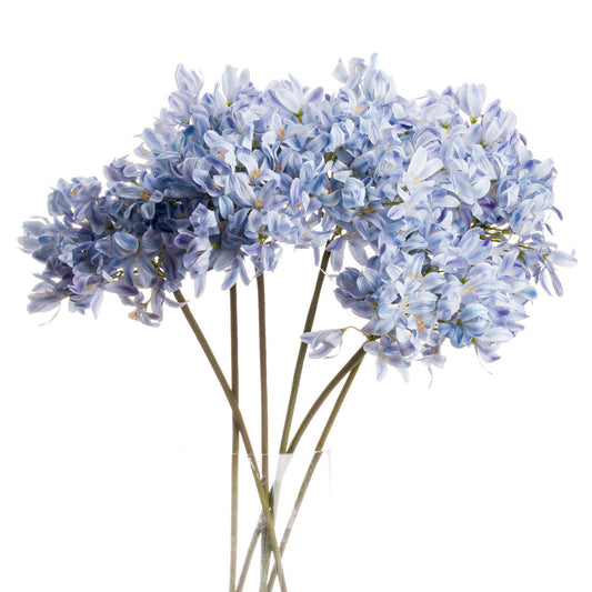 Light Blue Large Headed Agapanthus - Single Stem Flowers from the Quanta Home collection.