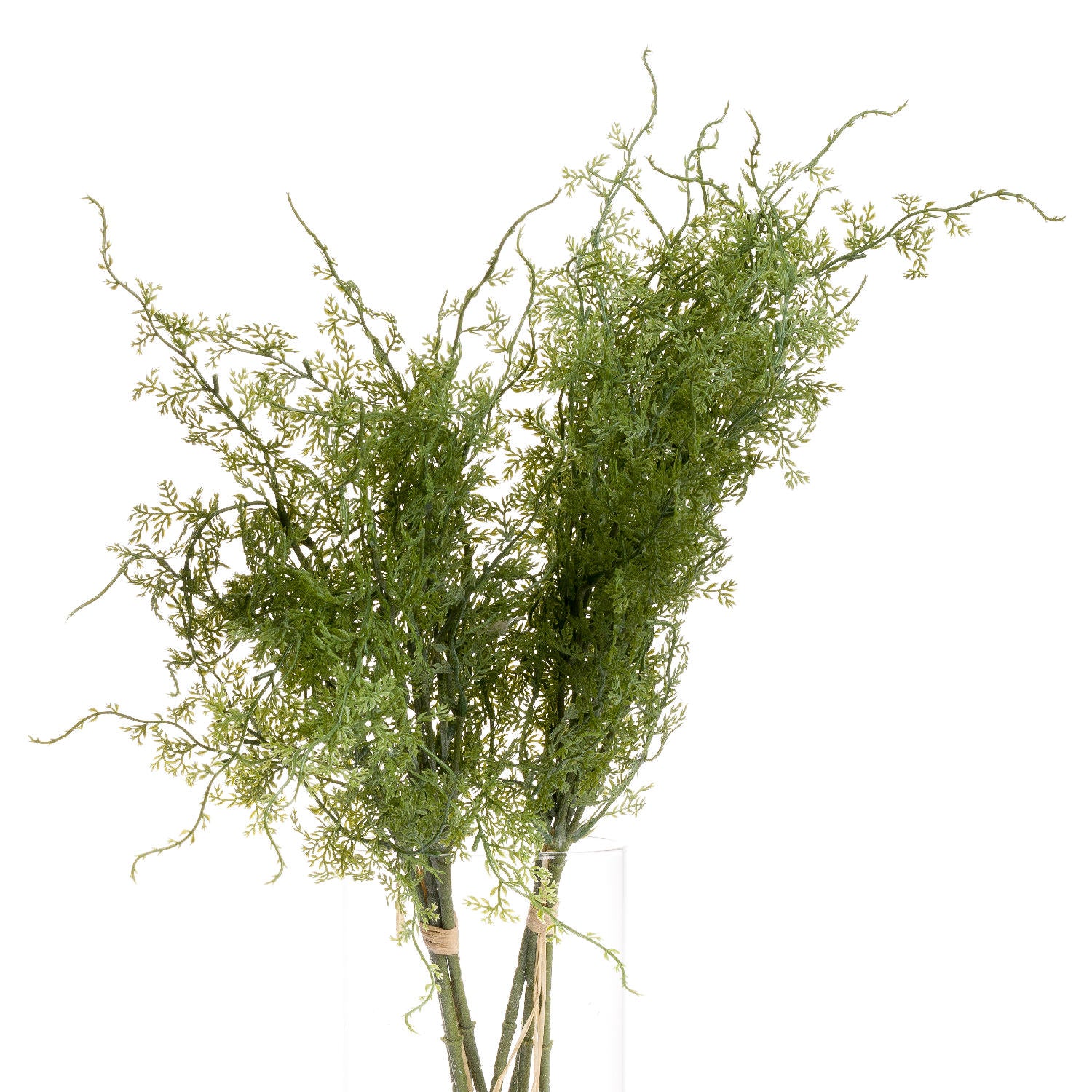 Lush, feathery green fronds of an Asparagus Fern Bunch, elegantly styled in a simple vase, adding natural vibrancy to any space.