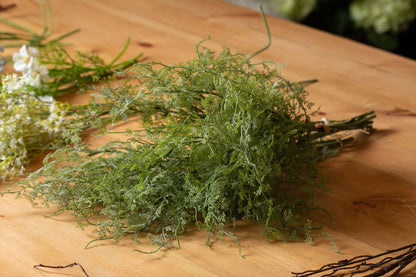 Asparagus Fern Bunch - Spring Stems from the Quanta Home collection.