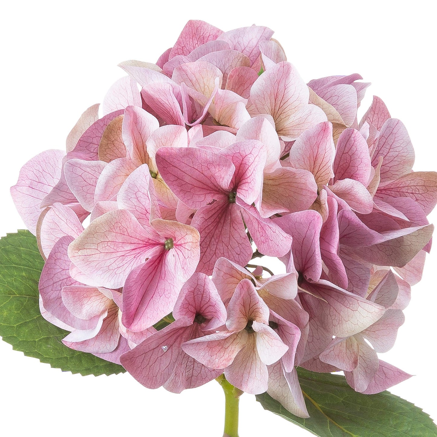 Shabby pink hydrangea stem with delicate petals, showcasing soft pink hues and subtle veins, complemented by green leaves.