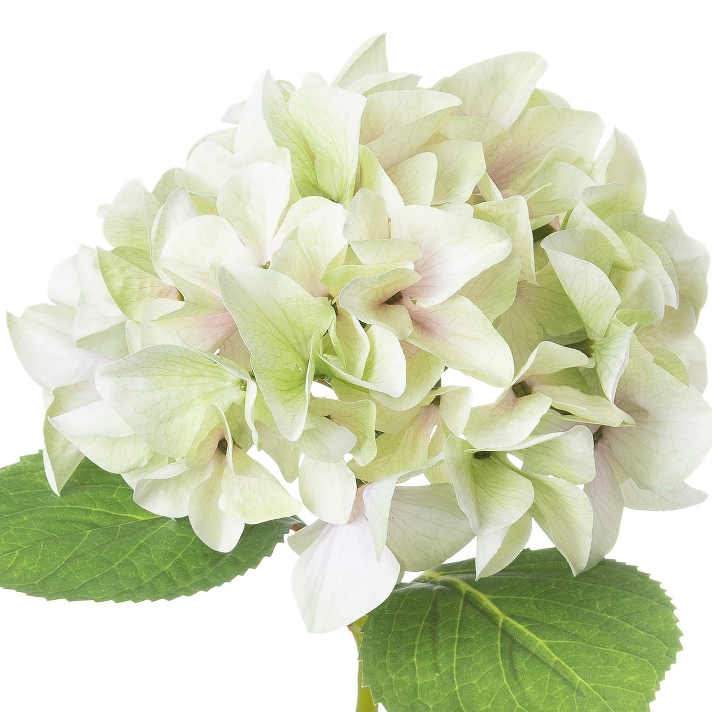 Lifelike single stem hydrangea in soft green hues, featuring delicate blooms and lush green leaves, perfect for elegant decor.