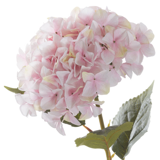 Full-bloom pink hydrangea with delicate petals and green leaves, ideal for elegant arrangements and sophisticated decor.