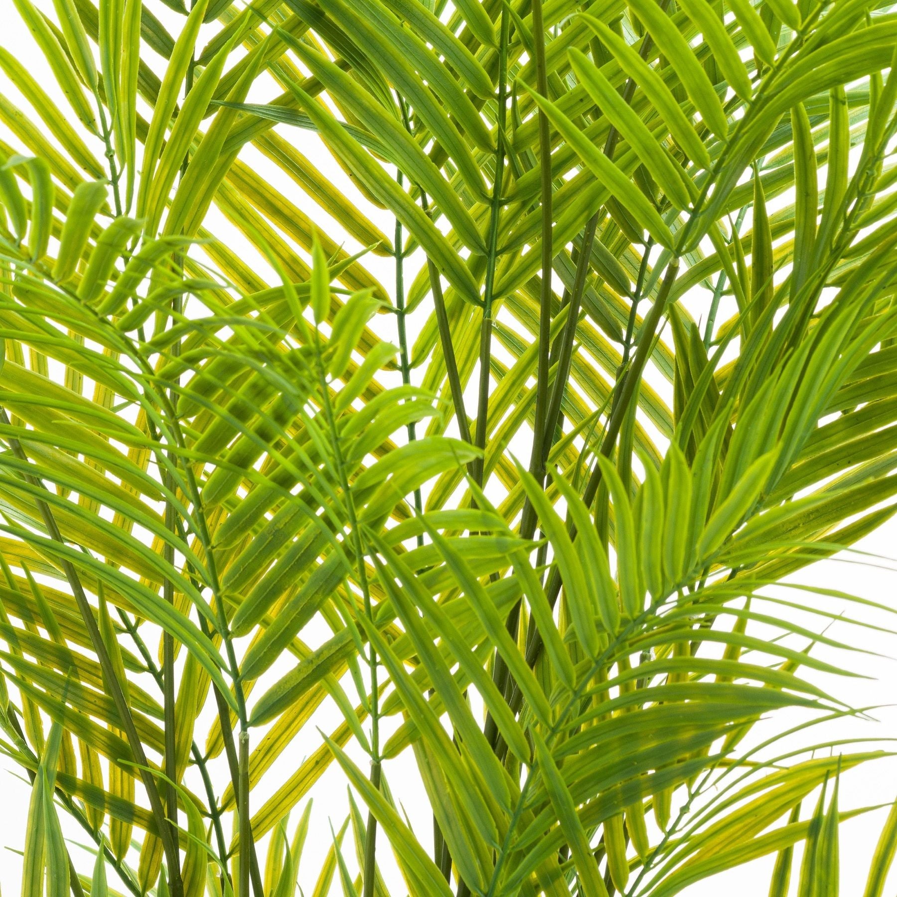 Large Paradise Potted Palm - All Artificial Potted Plants from the Quanta Home collection.