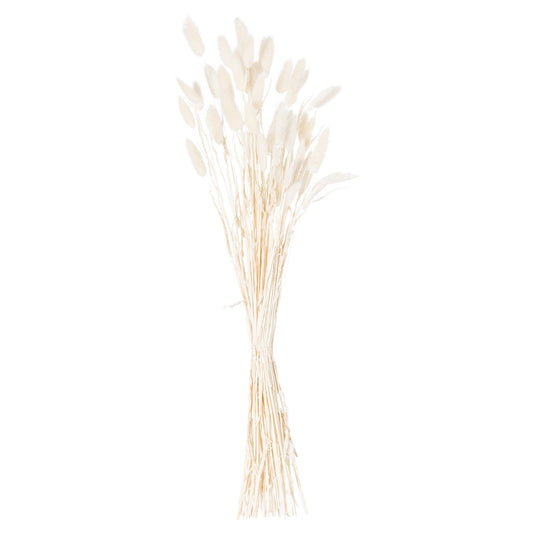 A bunch of 60 delicate white bunny tail stems with soft, cloud-like plumes, perfect for elegant floral arrangements.