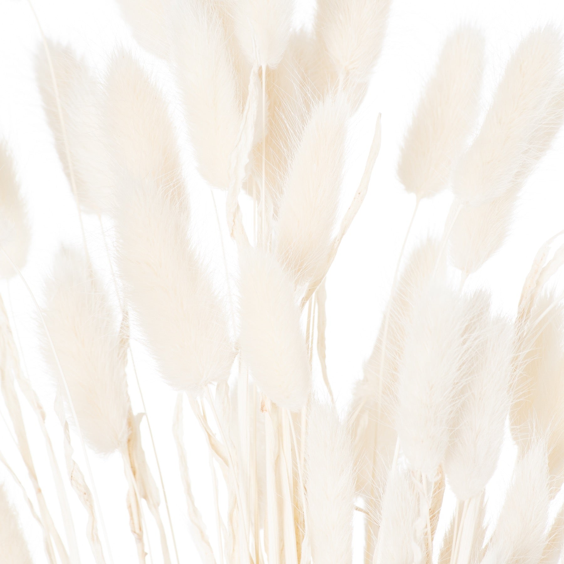Delicate bunch of 60 dried white bunny tails with soft, cloud-like plumes, adding ethereal charm to any decor.