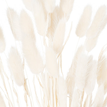 Dried White Bunny Tail Bunch Of 60 - Coastal Inspired from the Quanta Home collection.