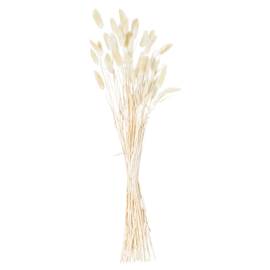 A bunch of 40 dried bunny tails with soft, ivory spikelets, reaching skyward for a tranquil, elegant touch in any decor.