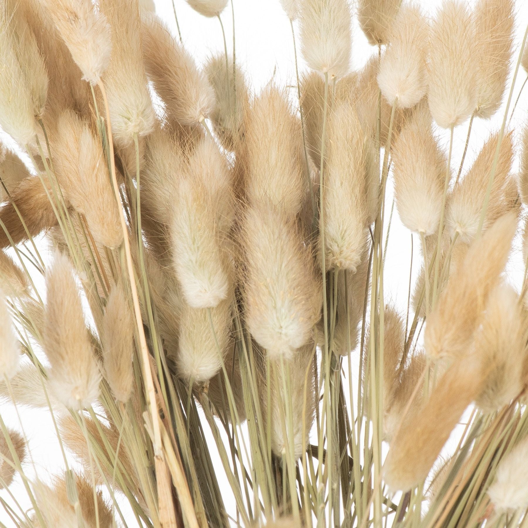 A bunch of 40 dried bunny tail stems in soft ivory hues, featuring fluffy, cloud-like tips for a serene, elegant decor touch.