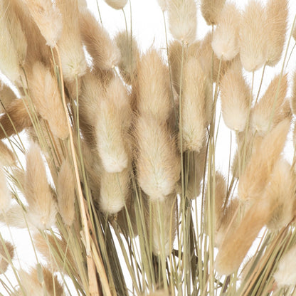Dried Natural Bunny Tail Bunch Of 40 - Coastal Inspired from the Quanta Home collection.