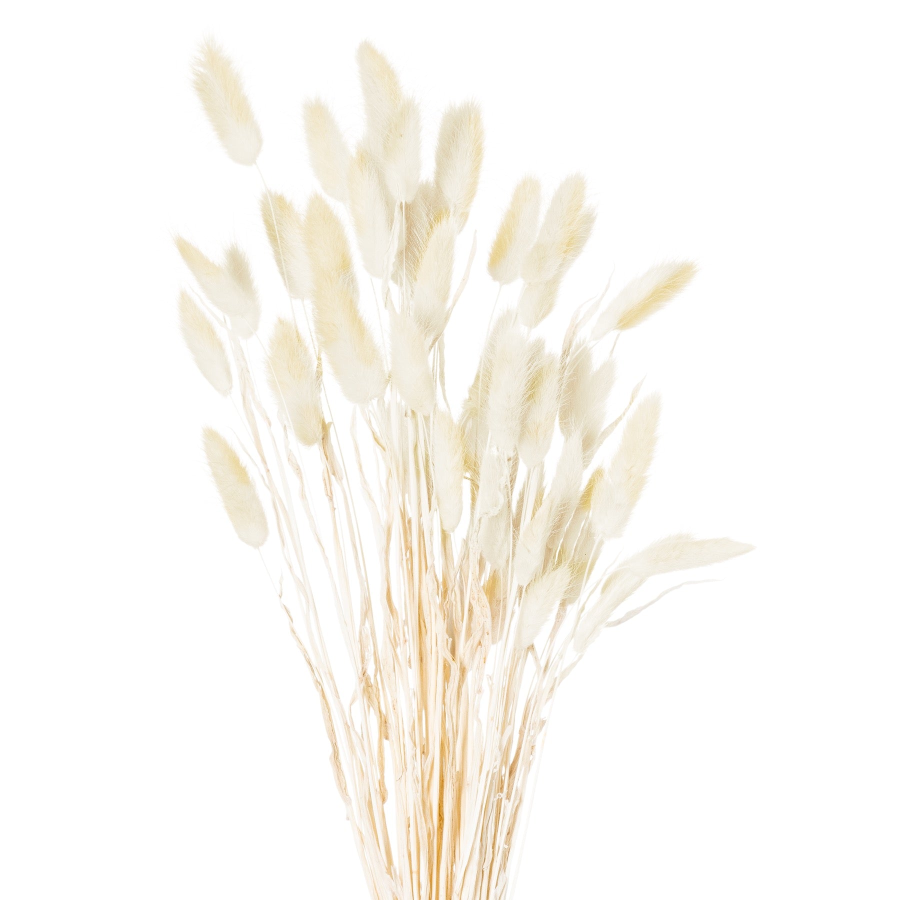Bunch of 40 dried natural bunny tails with soft ivory spikelets, ideal for tranquil decor in modern or rustic settings.