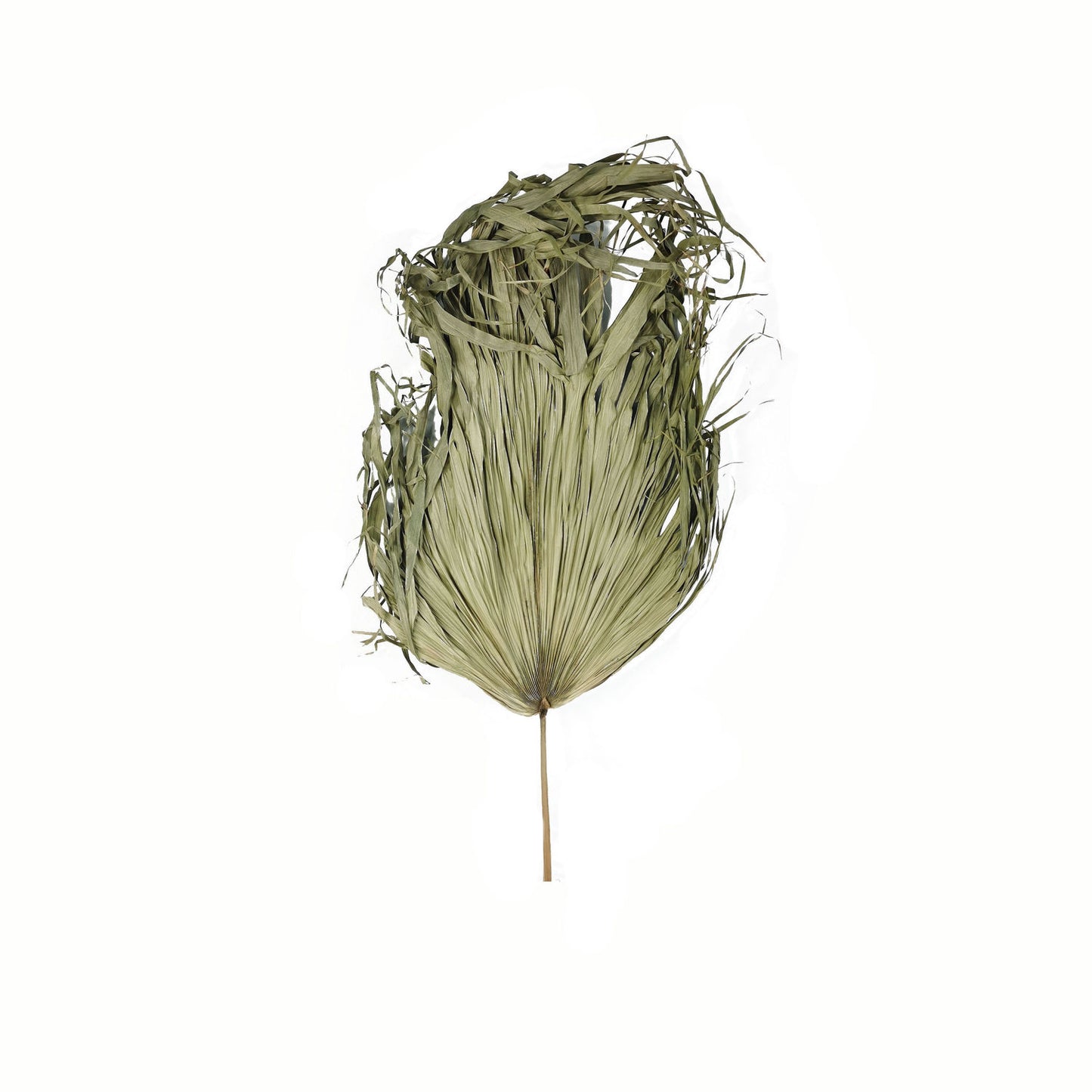 Sun-dried, large palm leaf with a textured, organic shape in muted green tones, ideal for modern decor and stylish arrangements.
