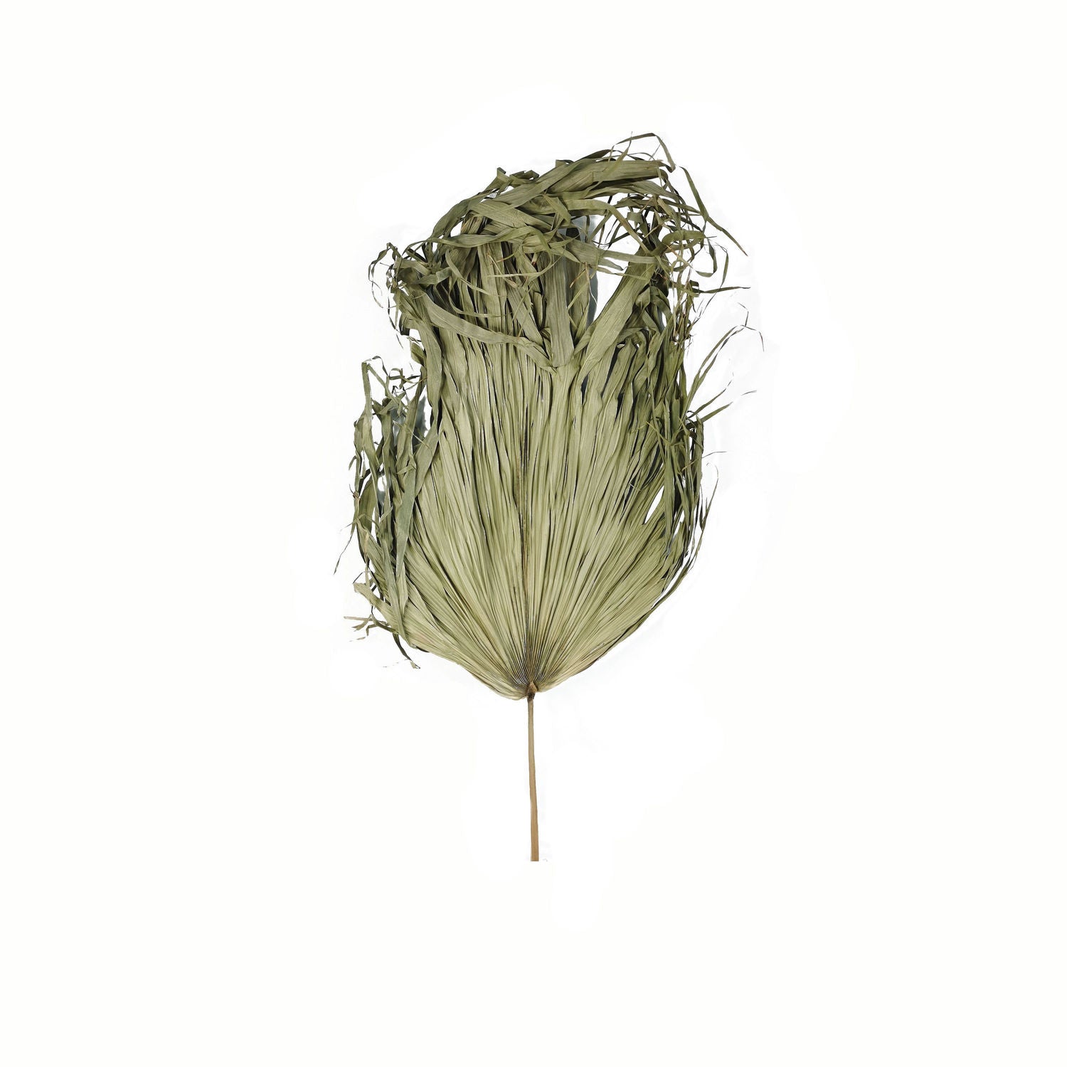 Sun-dried, large palm leaf with a textured, organic shape in muted green tones, ideal for modern decor and stylish arrangements.