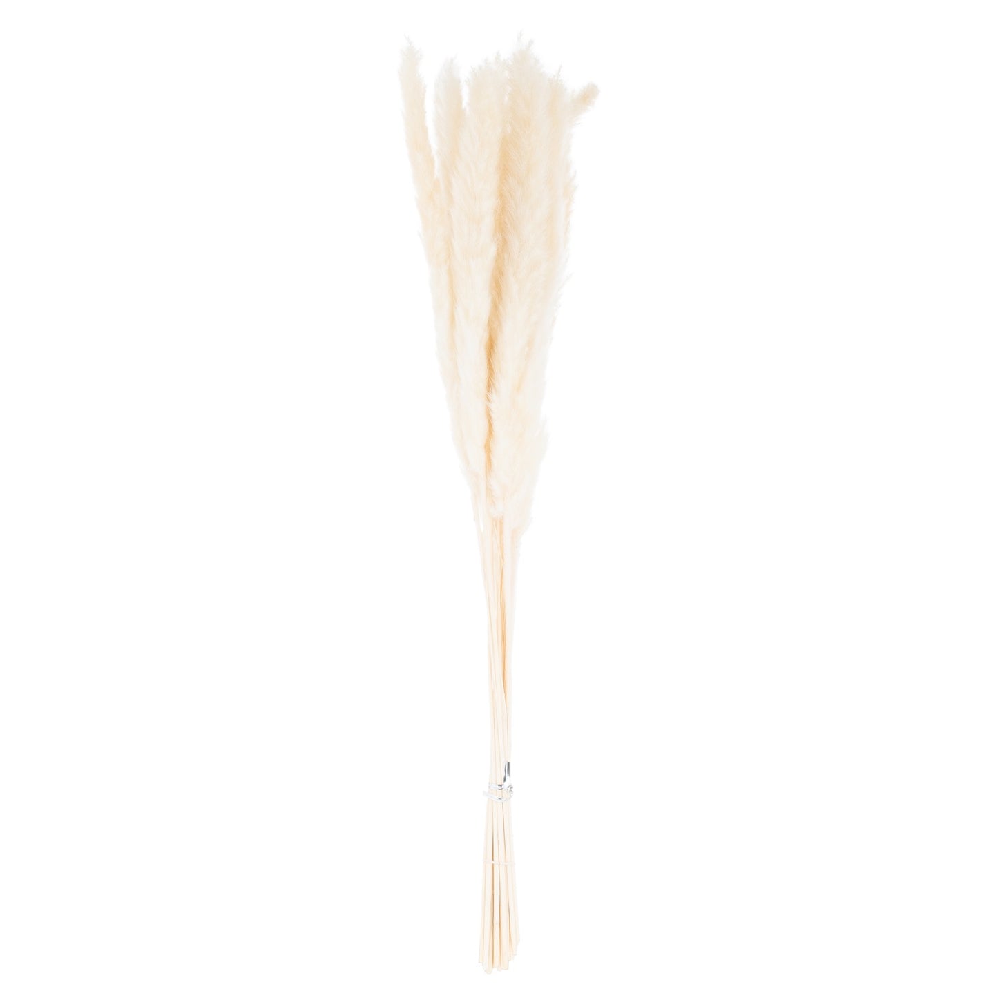 15 delicate white pampas grass stems, featuring soft, ethereal plumes, perfect for elegant and versatile home decor.