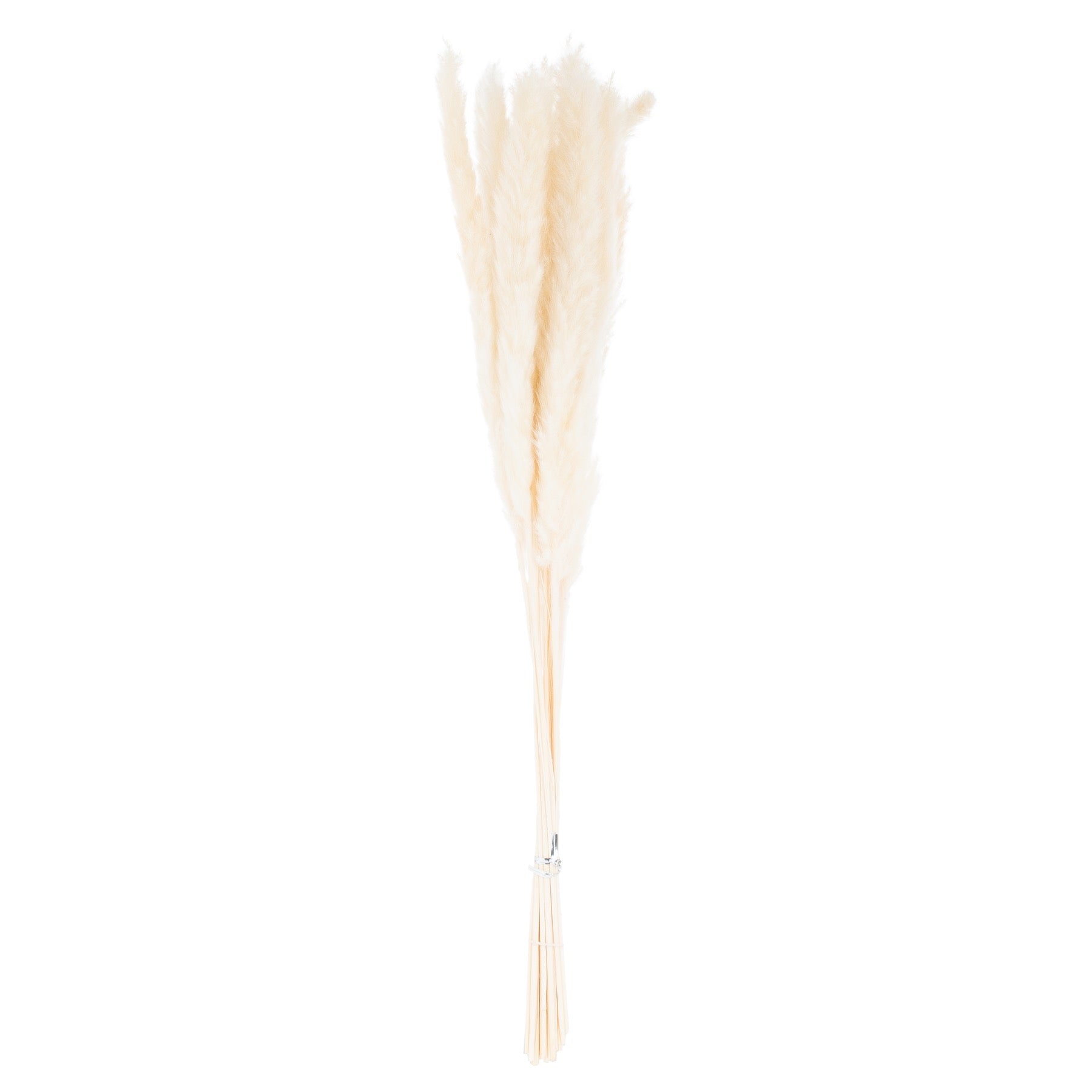 15 delicate white pampas grass stems, featuring soft, ethereal plumes, perfect for elegant and versatile home decor.