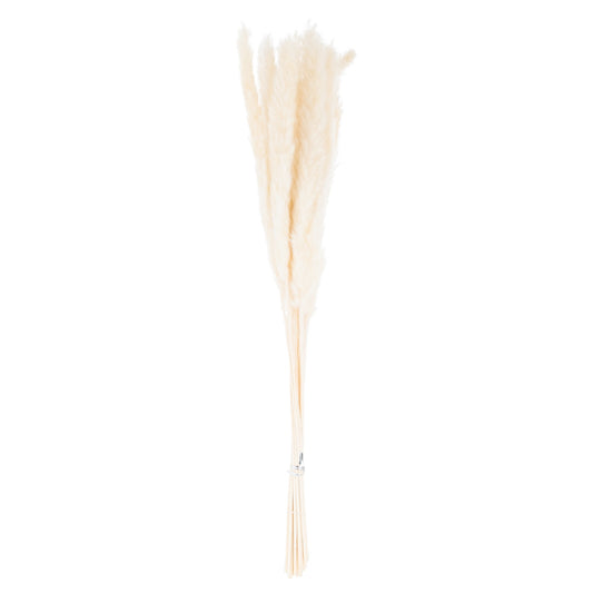 15 delicate white pampas grass stems, featuring soft, ethereal plumes, perfect for elegant and versatile home decor.
