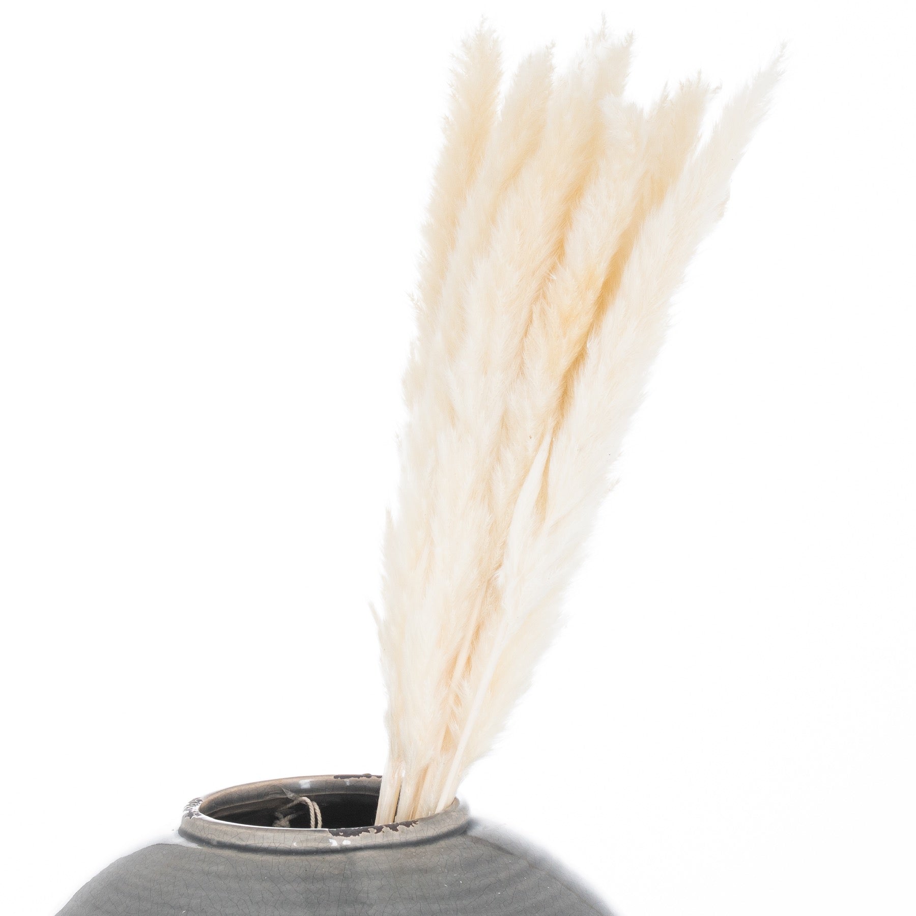 Soft white pampas grass stems arranged in a dark vase, adding a touch of elegance and natural charm to decor.