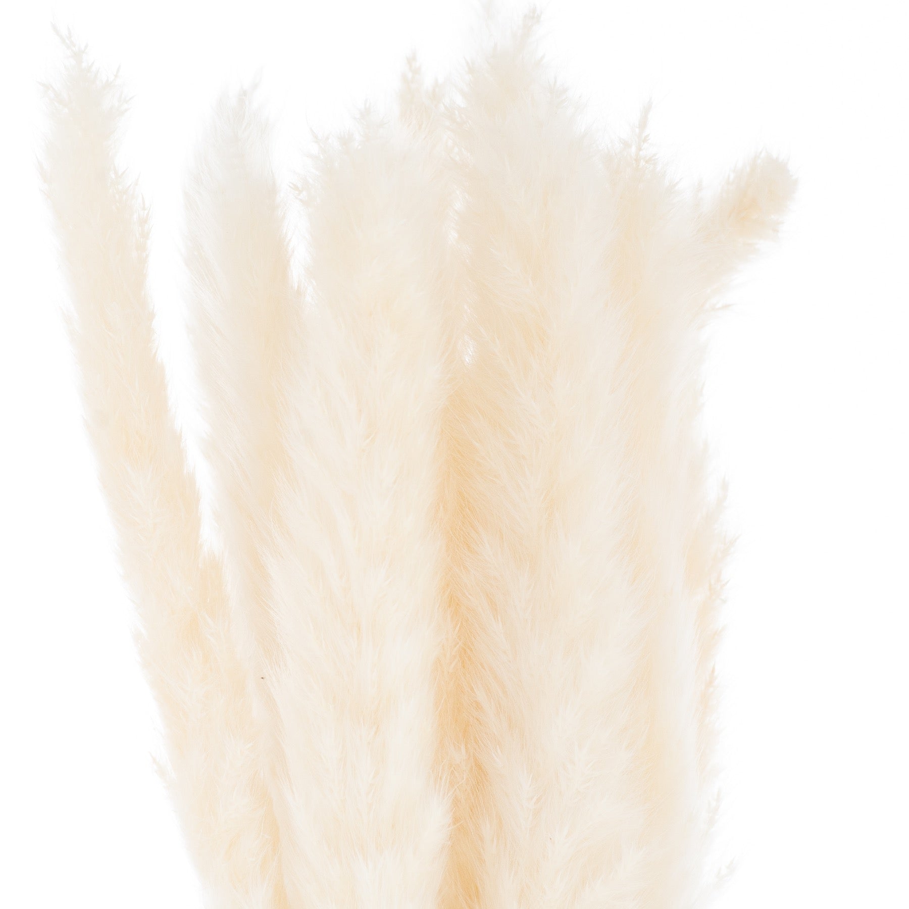 A bunch of 15 delicate, soft white pampas grass stems, featuring ethereal plumes and an organic texture for elegant decor.