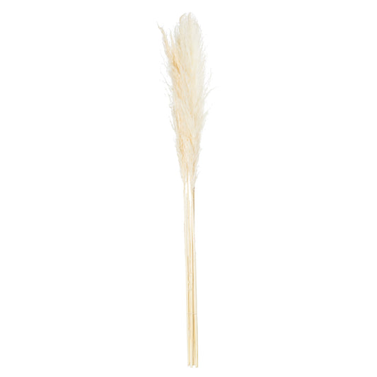 Cream pampas grass stem with soft, feathery plumes in varying fullness, adding elegance and texture to any decor.