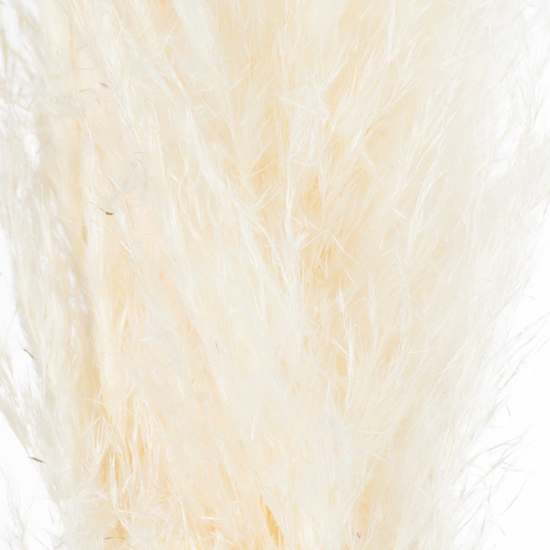 Cream pampas grass stem featuring soft, feathery plumes in a gentle hue, adding natural elegance to any decor.