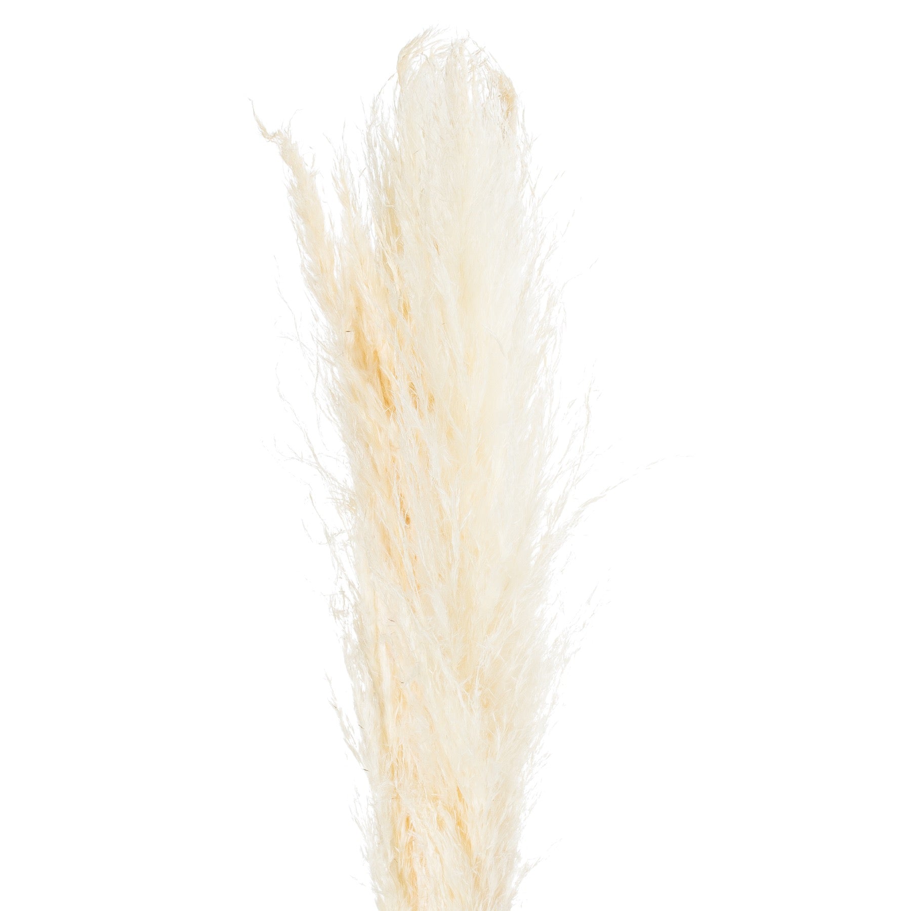 Cream pampas grass stem with feathery, textured plumes, offering a soft, elegant touch to any decor. Ideal for serene arrangements.