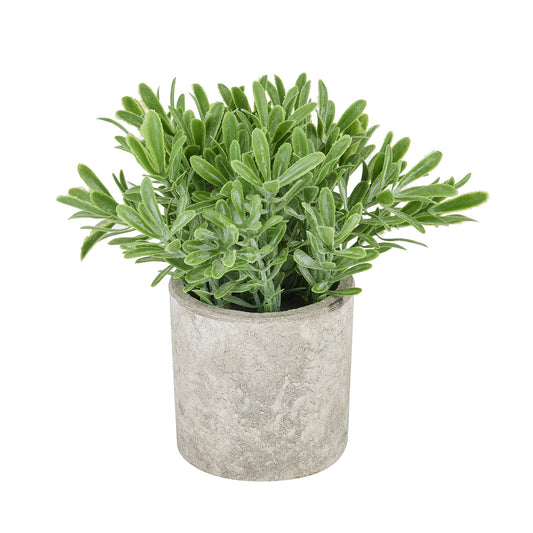 Lush green Buxus plant in a textured stone-effect pot, perfect for elegant decor or thoughtful gifting.