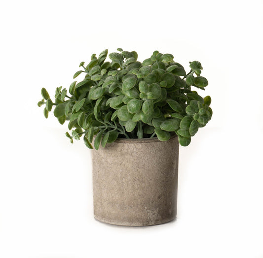 Vivid green basil leaves in a textured stone-effect pot, adding elegance and natural beauty to any space.