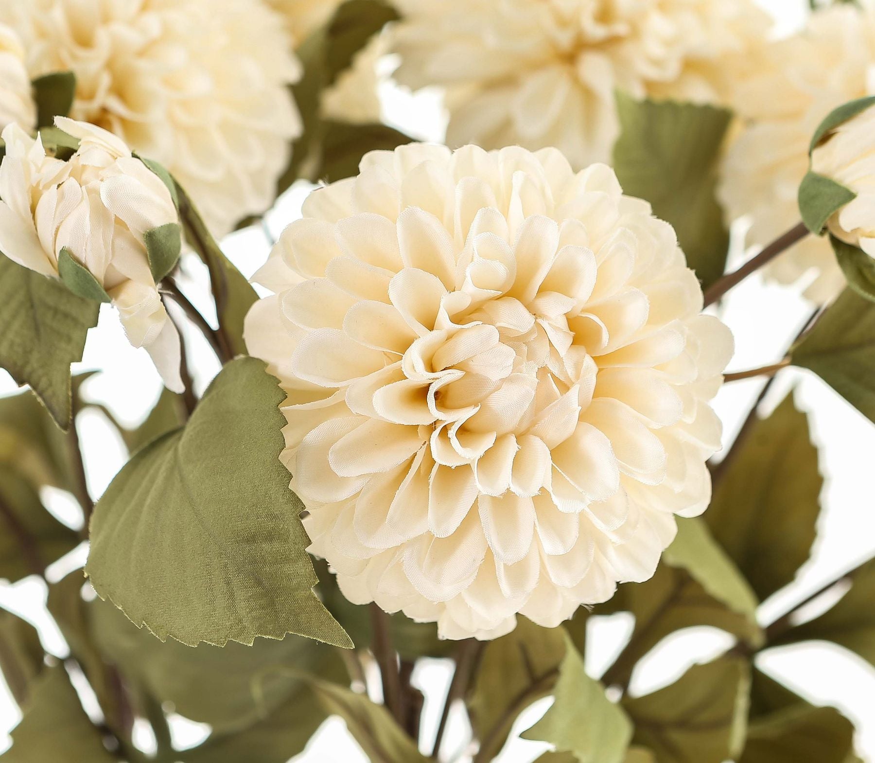 Pristine white dahlia with layered petals and lush green leaves, offering classic elegance for home decor.