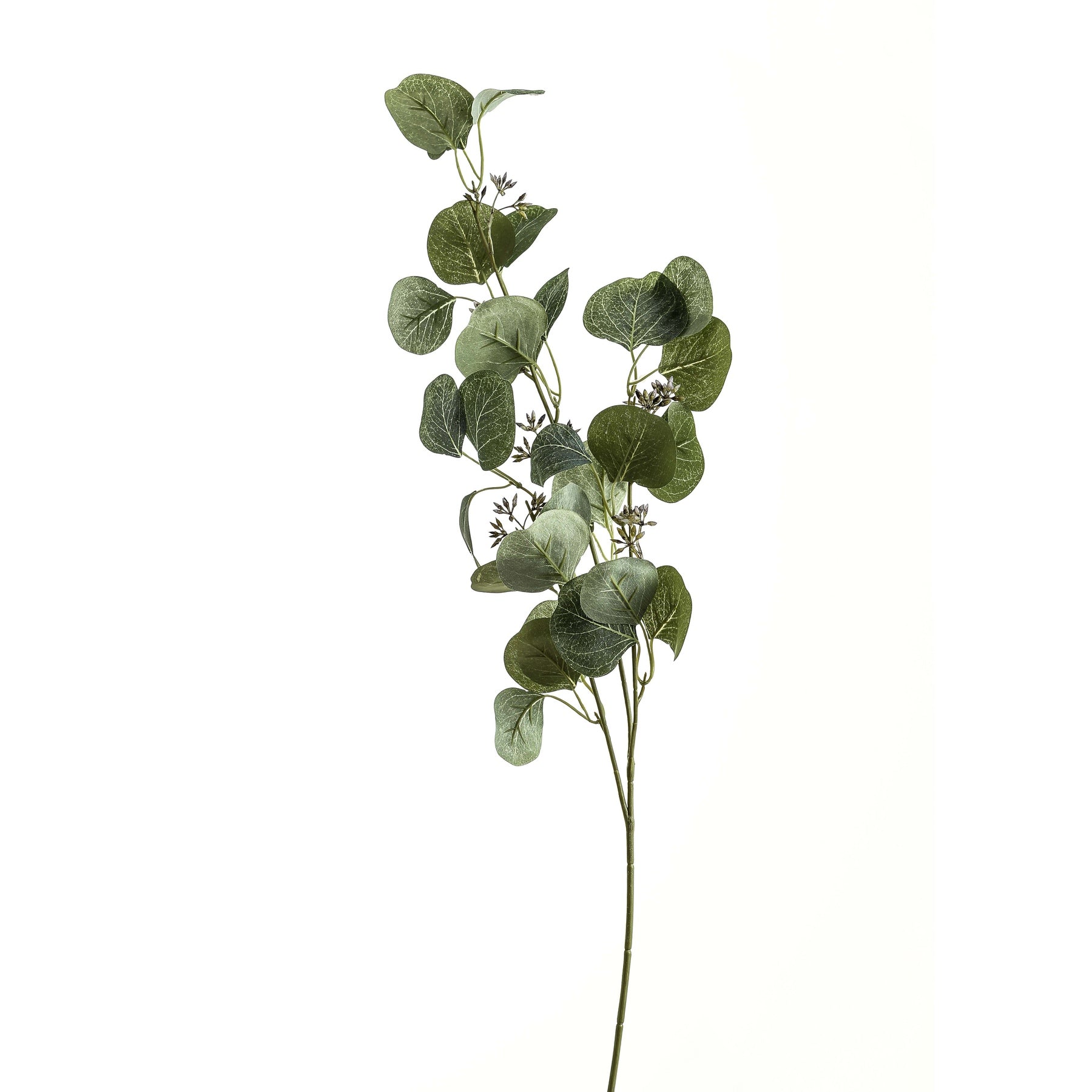 Lush green eucalyptus stem with round leaves and delicate accents, perfect for creating a serene, elegant atmosphere.